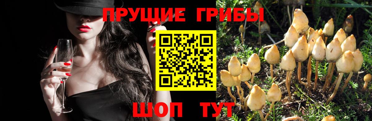 Минеральные Воды  Псилоцибиновые грибы мицелий  Вход с VPN 
